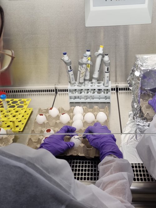 La Collaborazione tra CNAO e Università di Lione sul Modello della Membrana Corioallantoidea