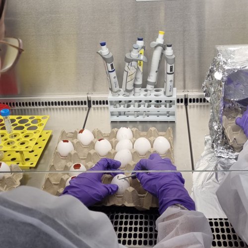 La Collaborazione tra CNAO e Università di Lione sul Modello della Membrana Corioallantoidea